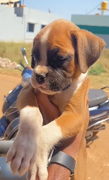 Boxer  puppy price in Kolkata